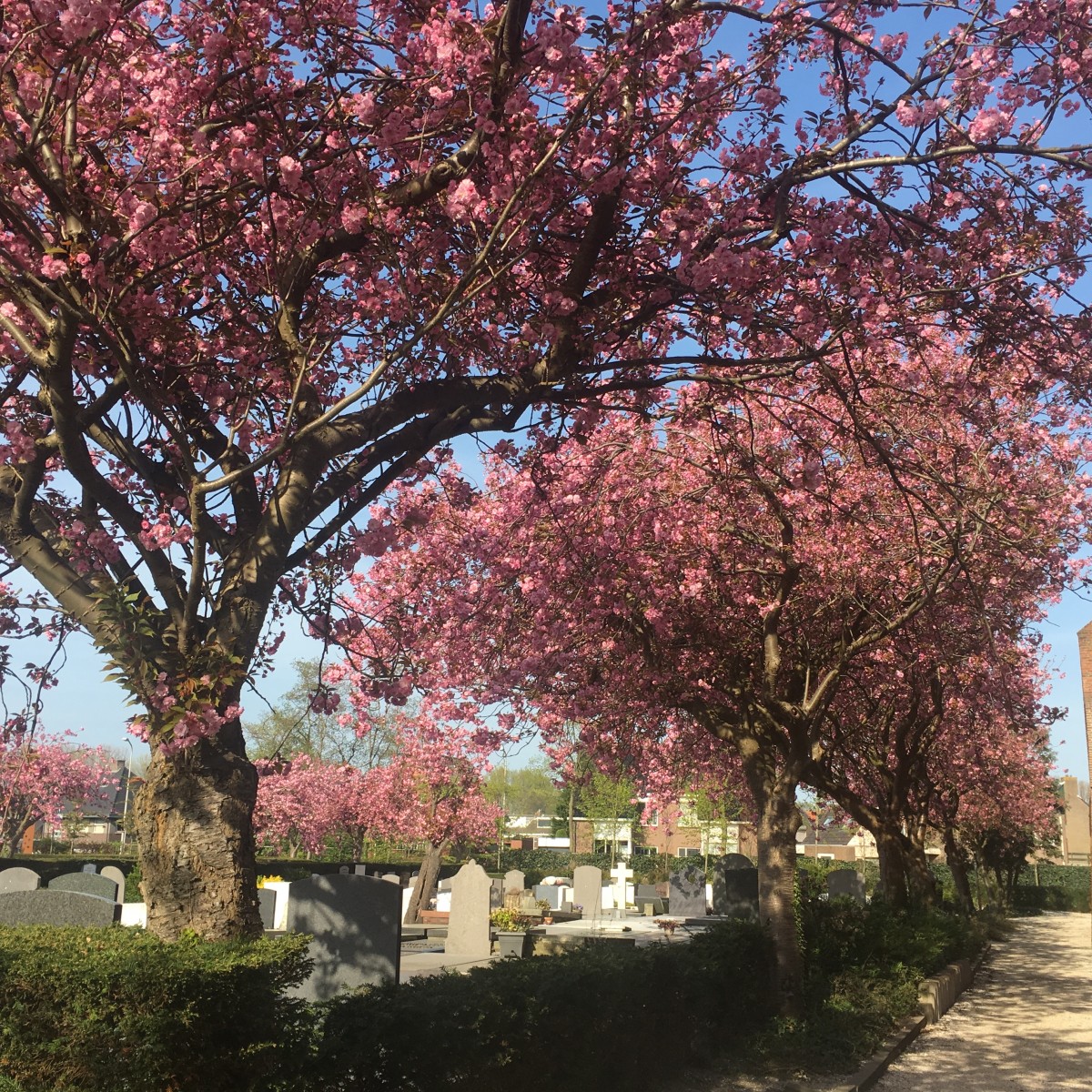 Begraafplaats Kerklaan, bomen in bloei